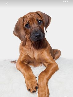 a brown dog laying on top of a white rug