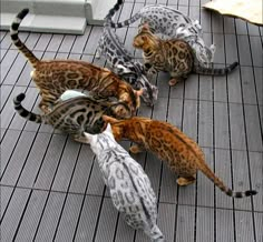 a group of cats standing on top of a tiled floor next to each other,