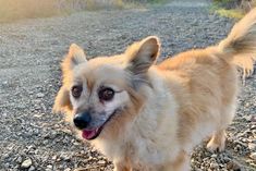 a small dog standing on top of a gravel road