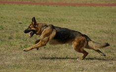 a german shepherd dog running across a field