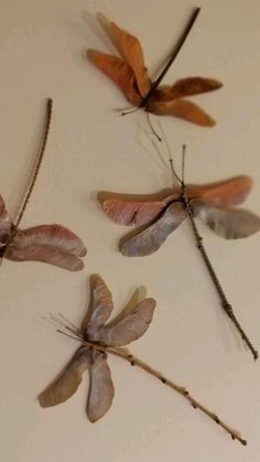 four different types of dragonflys are displayed on a white surface with sticks and twigs