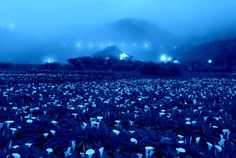 a field full of blue flowers in front of a mountain at night with lights on