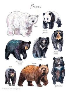 the bears are all different colors and sizes