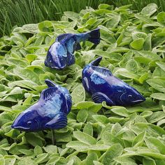 two blue fish sitting on top of green plants