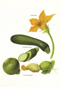 an illustration of cucumbers and squash