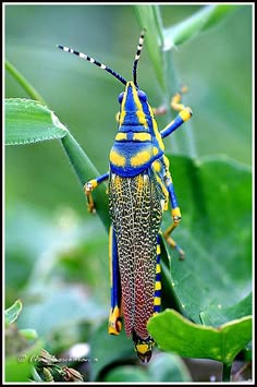 a blue and yellow bug sitting on top of a green leaf