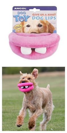 a dog with a toy in it's mouth and an image of its teeth