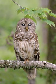 an owl is sitting on a tree branch