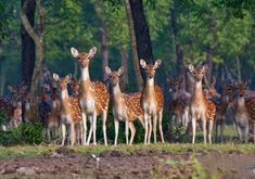 a herd of deer standing next to each other on a field with trees in the background