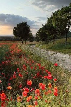 red flowers are growing in the grass near a dirt road and trees on either side