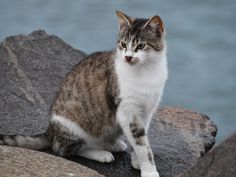 a cat sitting on top of a rock next to water