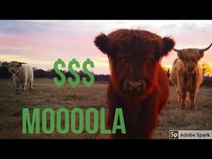 there are three cows in the field with words ssss moooola on them