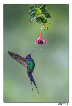 Tattoo Hummingbird, Hummingbird Drawing, Hummingbirds Photography, Hummingbird Photos, Tattoo Nature, Animals Tattoo, Hummingbird Pictures, Hummingbird Flowers, Hummingbird Feeder