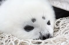 a baby seal laying on top of a white blanket