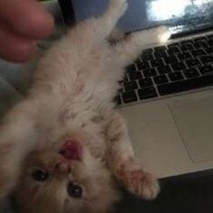 a kitten is laying on its back in front of a laptop computer and being held up by someone's hand