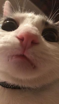 a close up of a cat looking at the camera with a smile on it's face