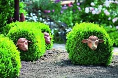 three sheep made out of topiary bushes in a garden