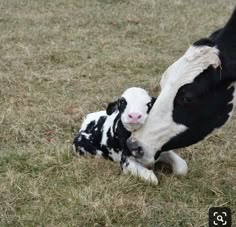 a baby cow is nursing from its mother