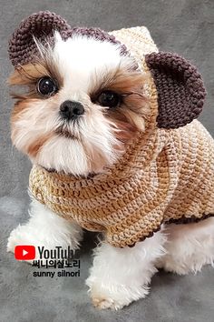 a small dog wearing a knitted sweater