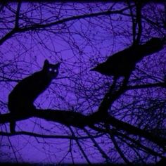 a cat sitting on top of a tree branch in front of a purple night sky