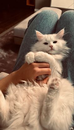 a person holding a white cat on their lap in front of a blue couch with it's paws up