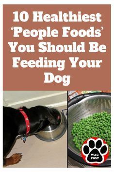 a dog eating food out of a bowl with the words 10 healthiest people foods'you should be feeding your dog