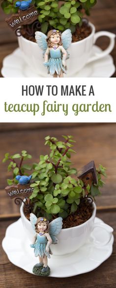 two pots with plants in them and the words how to make a teacup fairy garden