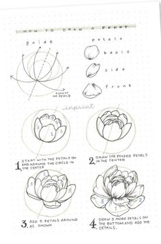 the instructions for how to draw water lilies