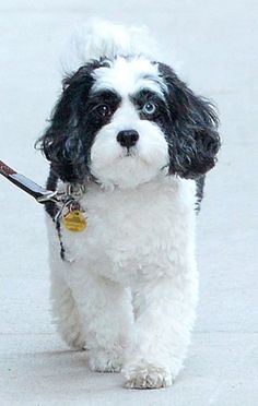 a small white and black dog walking down the street with a leash on it's side