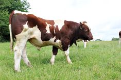 two brown and white cows standing in the grass