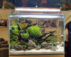 a man standing next to an aquarium filled with plants