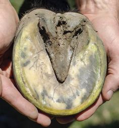 two hands holding a piece of fruit with dirt on it