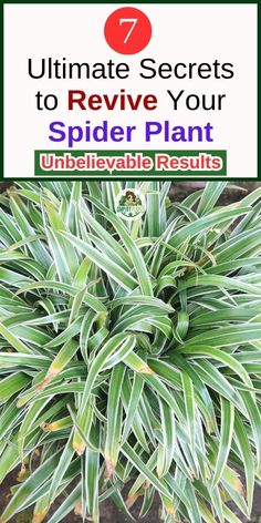 spider plant with text overlay that reads 7 ultimate secrets to revve your spider plant