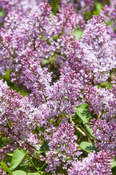 purple lilacs are blooming in the garden