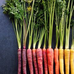 several carrots are lined up in a row