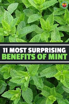 green leaves with the words 11 most surprising benefits of mint