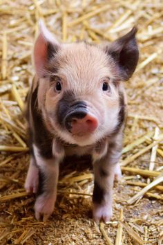 a small pig standing on top of dry grass and straw covered ground with it's eyes wide open