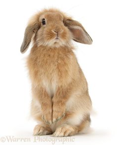 a brown rabbit sitting on its hind legs and looking at the camera, against a white background