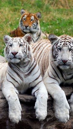 three white tigers laying on top of a log