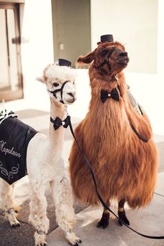 two llamas are standing next to each other on the sidewalk