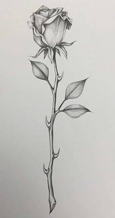 a pencil drawing of a single rose