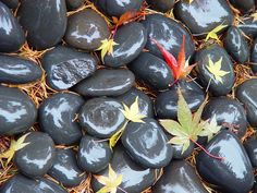 several black rocks with yellow leaves on them