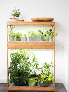 a wooden shelf filled with lots of plants