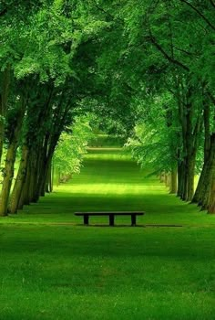 an empty bench in the middle of a green park with trees lining both sides of it