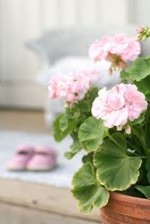 a potted plant with pink flowers sitting on a window sill next to slippers