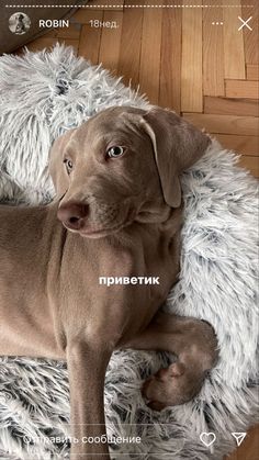 a brown dog laying on top of a fluffy rug