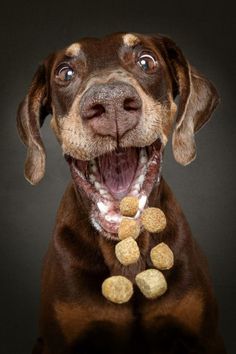 a funny dog face trying to catch treats Dog Photography Creative, Professional Dog Photography, Pet Portraits Photography, Funny Dog Faces, Best Dog Photos, Funny Dog Photos