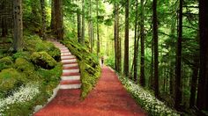 a path in the woods with mossy steps leading up to trees and white flowers