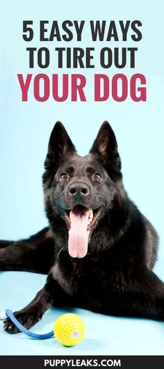 a black dog laying down with its tongue out