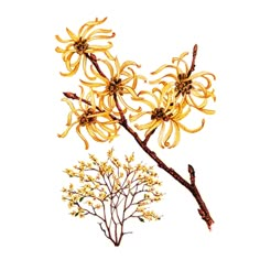 an image of yellow flowers on a white background